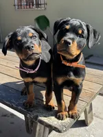 Pippa , a female Rottweiler for sale in Richmond, CA – 5 of 10