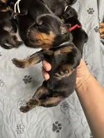 Grey girl, a female Rottweiler for sale in Richmond, CA – 3 of 3
