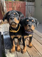 Zara, a female Rottweiler for sale in Richmond, CA – 4 of 5