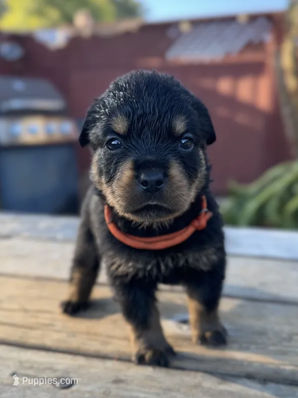 Orange girl – Rottweiler puppy for sale in Richmond, CA