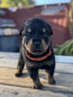 Pippa , a female Rottweiler for sale in Richmond, CA – 1 of 6