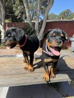 Mia, a female Rottweiler for sale in Richmond, CA – 4 of 10