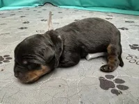 Pink girl, a female Rottweiler for sale in Richmond, CA – 1 of 4