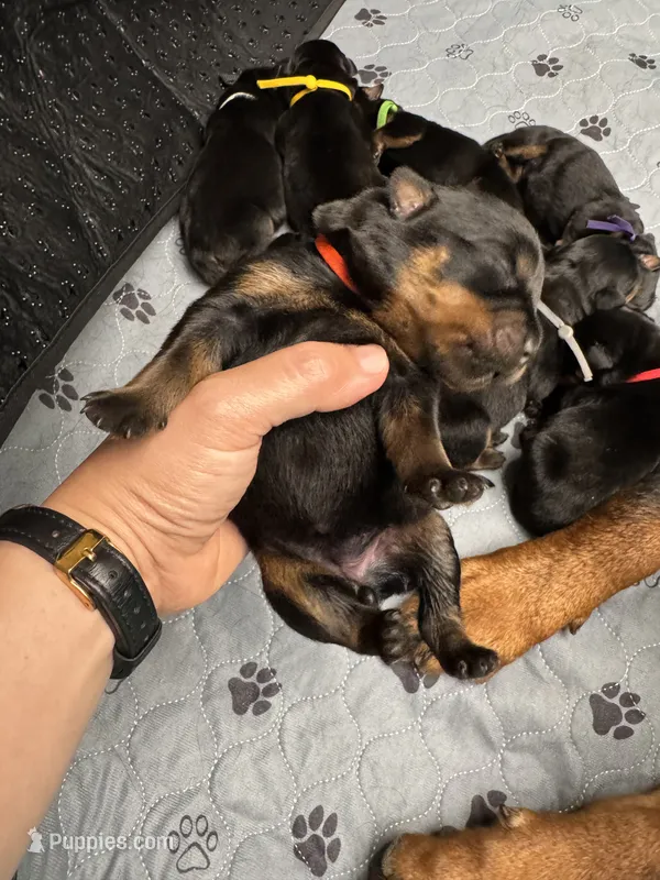 Orange girl – Rottweiler puppy for sale in Richmond, CA