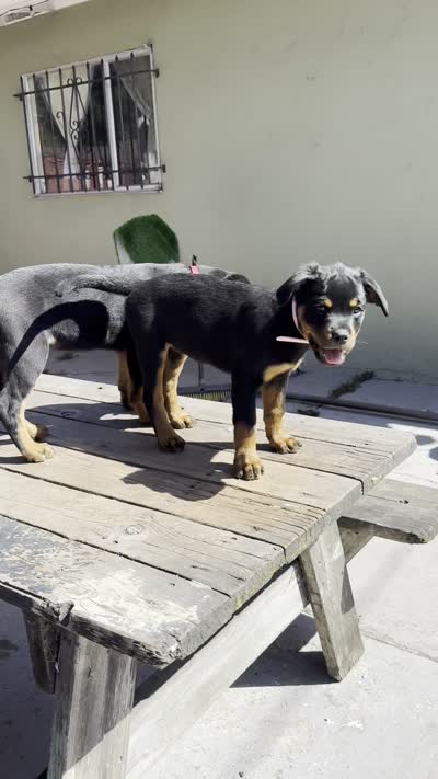 Ruby, a female Rottweiler for sale in Richmond, CA – 10 of 10