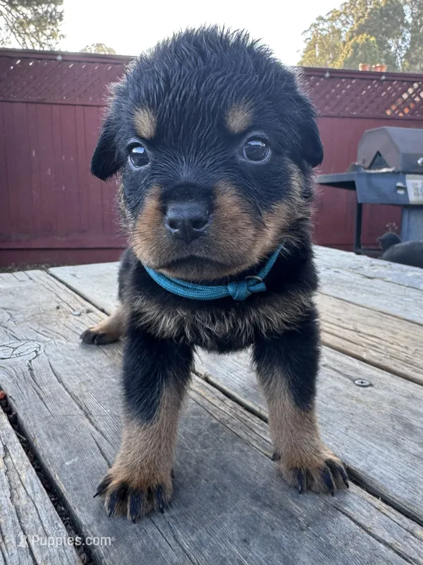 Light blue girl – Rottweiler puppy for sale in Richmond, CA