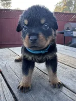 Roxy, a female Rottweiler for sale in Richmond, CA – 1 of 8