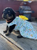 Pippa , a female Rottweiler for sale in Richmond, CA – 2 of 6