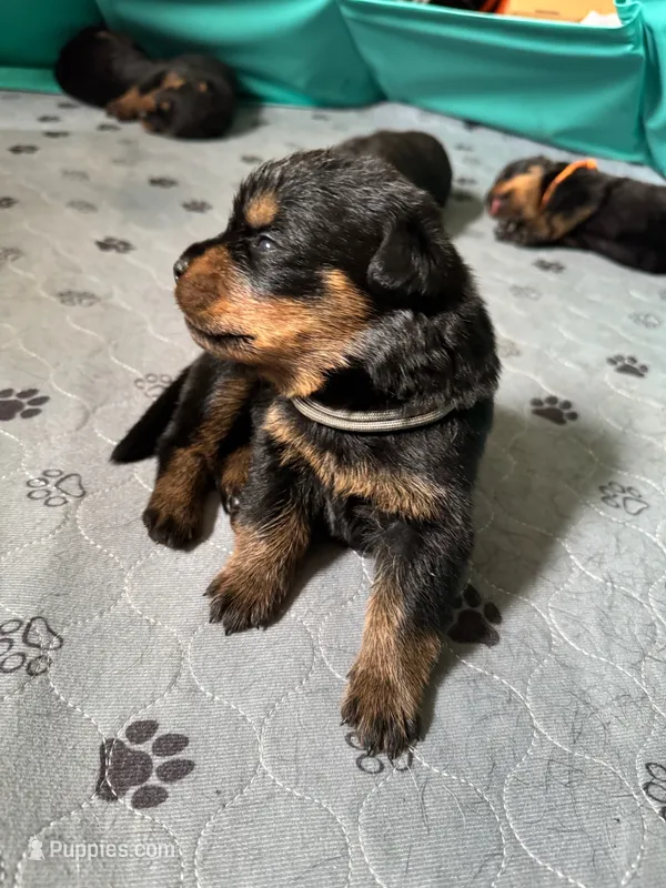 Grey girl – Rottweiler puppy for sale in Richmond, CA