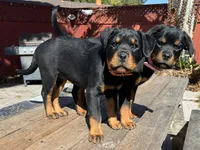 Mia, a female Rottweiler for sale in Richmond, CA – 9 of 10