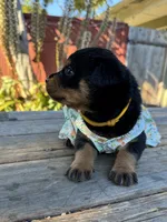 Zara, a female Rottweiler for sale in Richmond, CA – 8 of 10