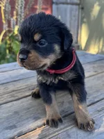 Ruby, a female Rottweiler for sale in Richmond, CA – 4 of 4