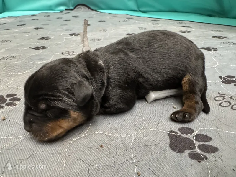 Grey girl – Rottweiler puppy for sale in Richmond, CA
