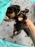 Green boy, a male Rottweiler for sale in Richmond, CA – 5 of 6