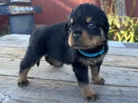 Roxy, a female Rottweiler for sale in Richmond, CA – 4 of 8