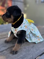 Zara, a female Rottweiler for sale in Richmond, CA – 7 of 10