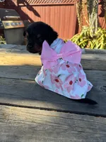 Mia, a female Rottweiler for sale in Richmond, CA – 6 of 6