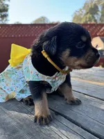 Zara, a female Rottweiler for sale in Richmond, CA – 10 of 10