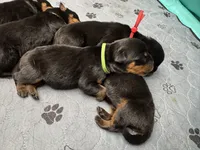Green boy, a male Rottweiler for sale in Richmond, CA – 8 of 8