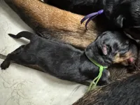 Green boy, a male Rottweiler for sale in Richmond, CA – 6 of 6