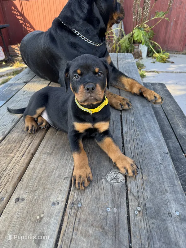 Zara – Rottweiler puppy for sale in Richmond, CA