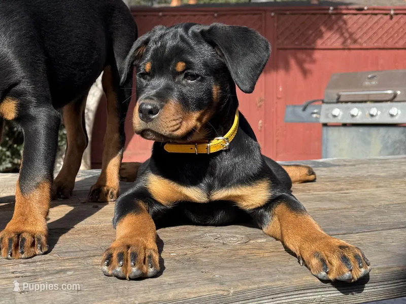 Zara – Rottweiler puppy for sale in Richmond, CA
