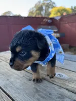 Nala , a female Rottweiler for sale in Richmond, CA – 5 of 6
