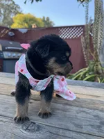 Willow, a female Rottweiler for sale in Richmond, CA – 6 of 6