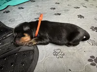 Orange girl, a female Rottweiler for sale in Richmond, CA – 3 of 4