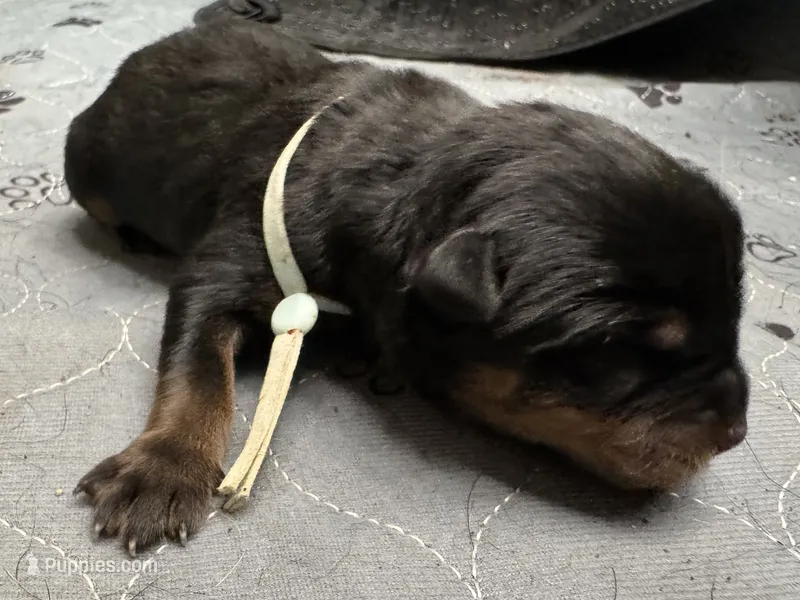 Light blue girl – Rottweiler puppy for sale in Richmond, CA