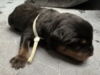 Light blue girl, a female Rottweiler for sale in Richmond, CA – 1 of 3