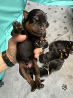 Green boy, a male Rottweiler for sale in Richmond, CA – 4 of 6