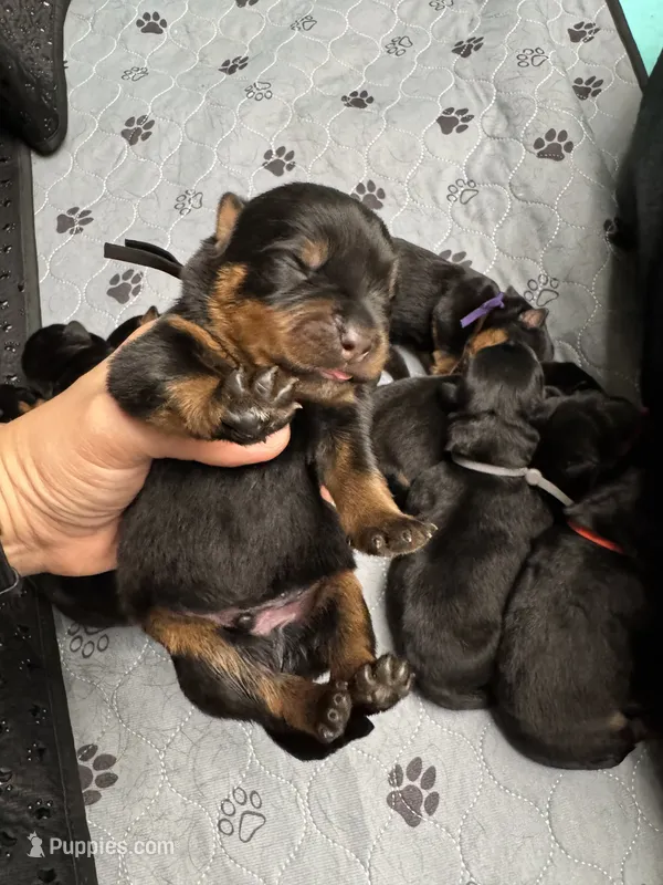 Black boy – Rottweiler puppy for sale in Richmond, CA