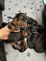 Black boy, a male Rottweiler for sale in Richmond, CA – 2 of 3