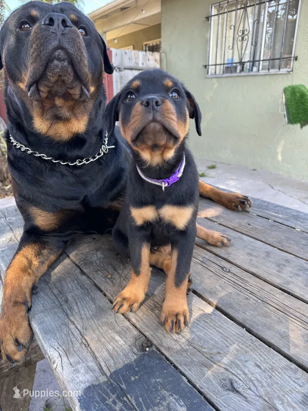Nala  – Rottweiler puppy for sale in Richmond, CA