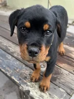 Nala , a female Rottweiler for sale in Richmond, CA – 7 of 7