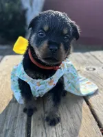 Pippa , a female Rottweiler for sale in Richmond, CA – 4 of 6