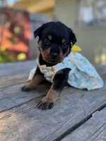 Zara, a female Rottweiler for sale in Richmond, CA – 6 of 10