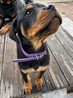 Nala , a female Rottweiler for sale in Richmond, CA – 5 of 7