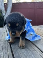 Roxy, a female Rottweiler for sale in Richmond, CA – 6 of 8