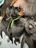 Green boy, a male Rottweiler for sale in Richmond, CA – 7 of 8