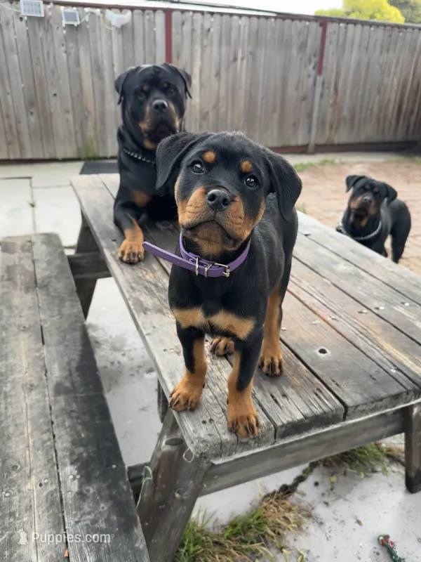 Nala  – Rottweiler puppy for sale in Richmond, CA