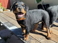 Pippa , a female Rottweiler for sale in Richmond, CA – 2 of 10