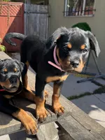 Mia, a female Rottweiler for sale in Richmond, CA – 6 of 10