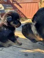 Mia, a female Rottweiler for sale in Richmond, CA – 4 of 6