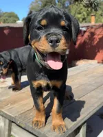 Willow, a female Rottweiler for sale in Richmond, CA – 2 of 10