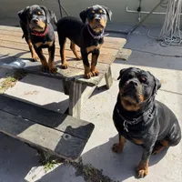 Ruby, a female Rottweiler for sale in Richmond, CA – 8 of 10