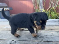 Nala , a female Rottweiler for sale in Richmond, CA – 3 of 6
