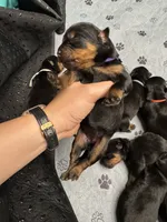 Purple girl, a female Rottweiler for sale in Richmond, CA – 2 of 2