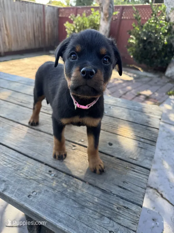 Mia – Rottweiler puppy for sale in Richmond, CA